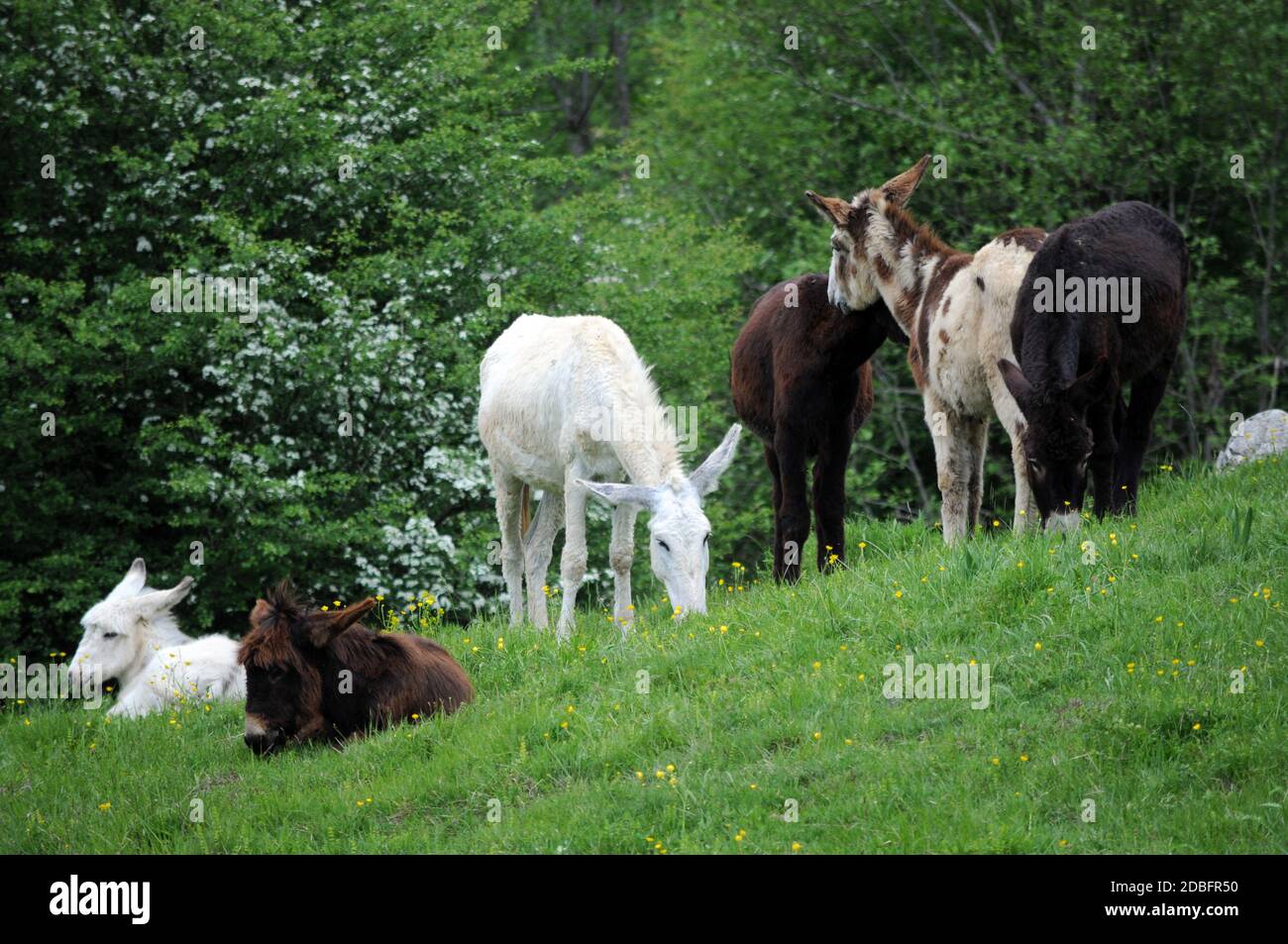 Gruppo di asini che pascolano in primavera Foto Stock