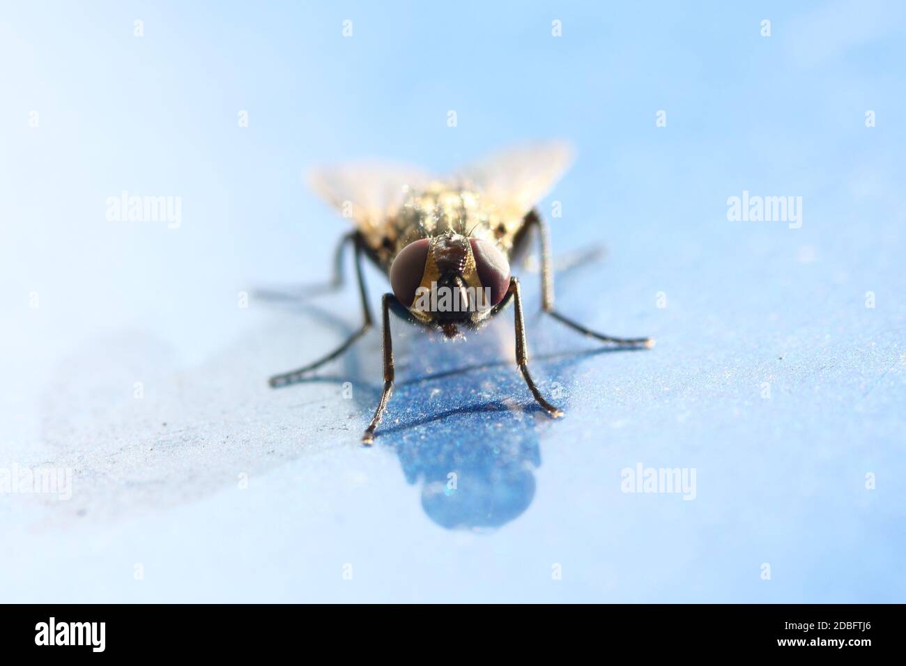 vola in posa per la fotocamera sul cofano dell'auto Foto Stock