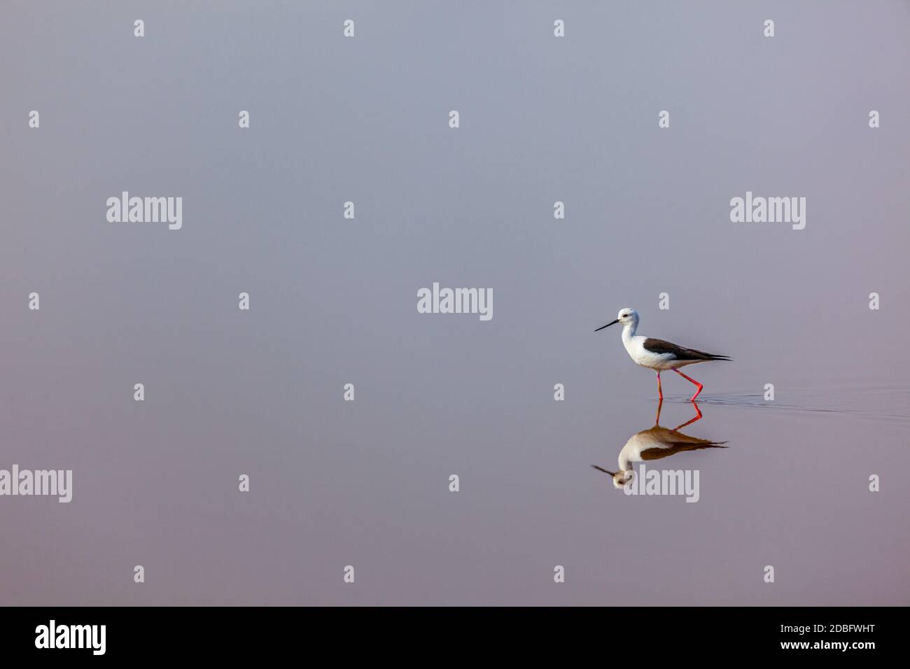 Il black-winged Stilt ( Common Stilt o Pied Stilt (Himantopus himantopus)) in acqua con la riflessione Foto Stock