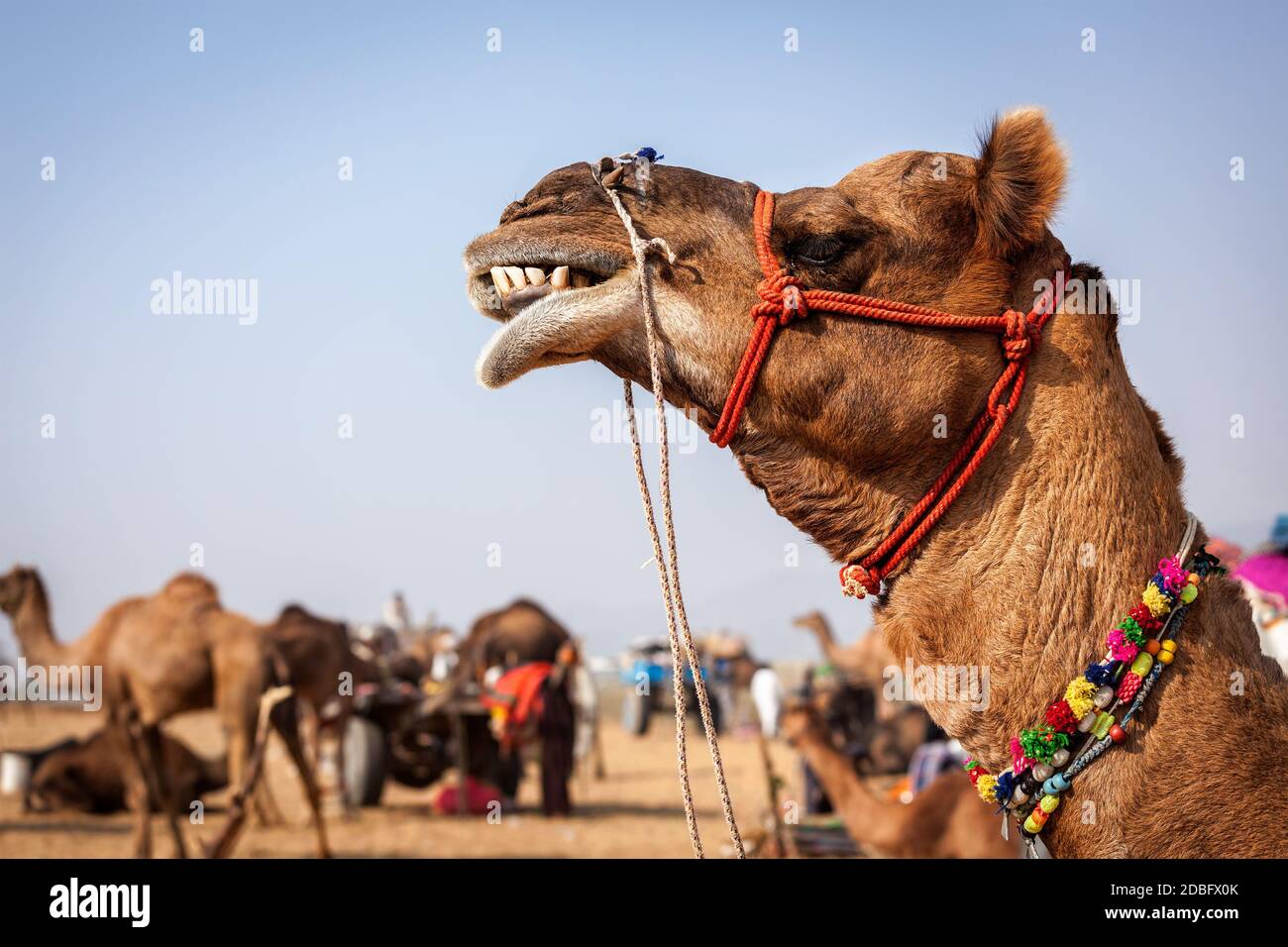 Cammelli a Pushkar Mela - famosa fiera annuale del cammello e del bestiame, che si tiene nella città di Pushkar. Pushkar Mela è una delle più grandi fiere di cammelli al mondo Foto Stock