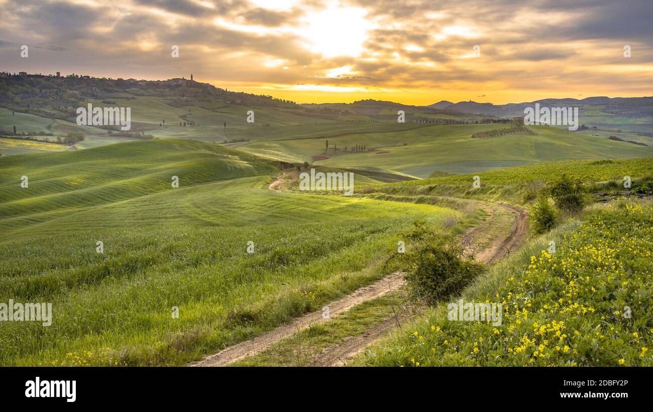 Pista sterrata in un paesaggio tranquillo con gruppi di alberi nelle colline ondulate della Val d'Orcia Toscana, Italia, aprile. Foto Stock