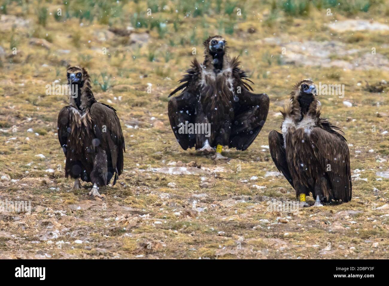 Avvoltoio cinereo (Egypio monachus) tre uccelli che siedono a terra nei Pirenei spagnoli, Catalogna, Spagna. Aprile. Questo grande uccello raptorico è distrib Foto Stock