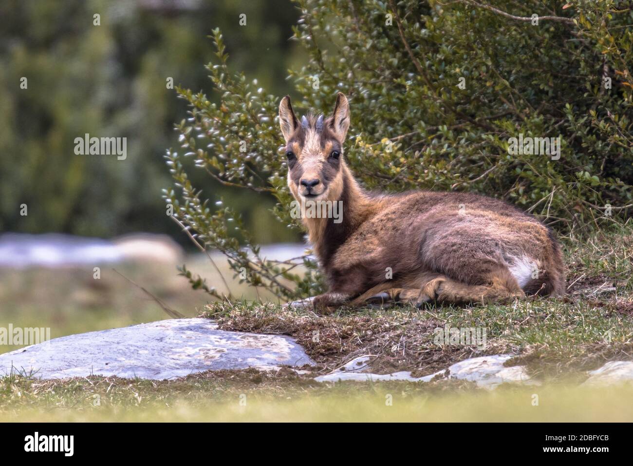Pyrenean Chamois (Rupicapra rupicapra) è una specie di antilope di capra nativo delle montagne in Europa, tra cui le Alpi europee, i Pirenei, l'automobile Foto Stock