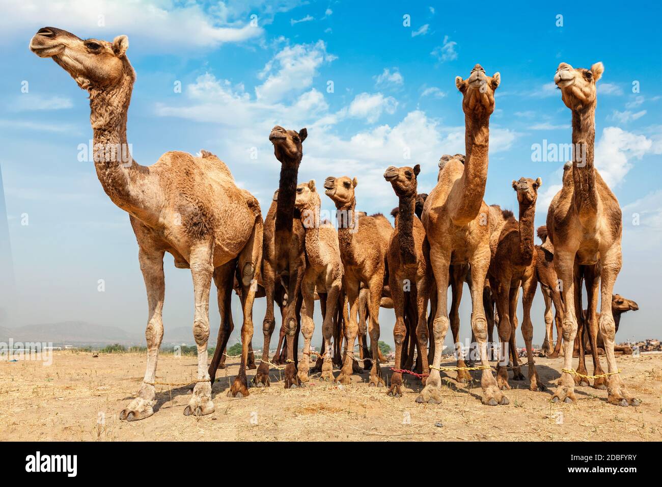 Cammelli a Pushkar Mela - famoso cammello e fiera del bestiame nella città di Pushkar. Pushkar Mela è una delle più grandi fiere di cammelli del mondo e importante Foto Stock