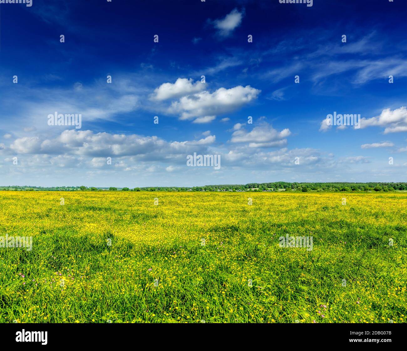 Primavera estate sfondo - fiori di campo con prato scy blu Foto Stock
