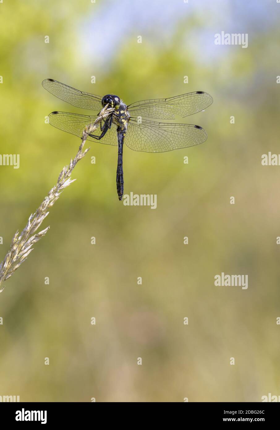 Black Darter Dragonfly, Sympetrum danae, che riposa con le ali allungate su un gambo di erba contro UNO sfondo diffuso. Ramsdown Forest Christchurch Regno Unito Foto Stock