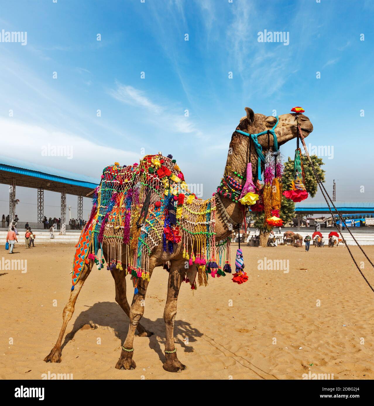 Cammello decorato a Pushkar Mela (Pushkar Camel Fair). Pushkar, Rajasthan, India Foto Stock