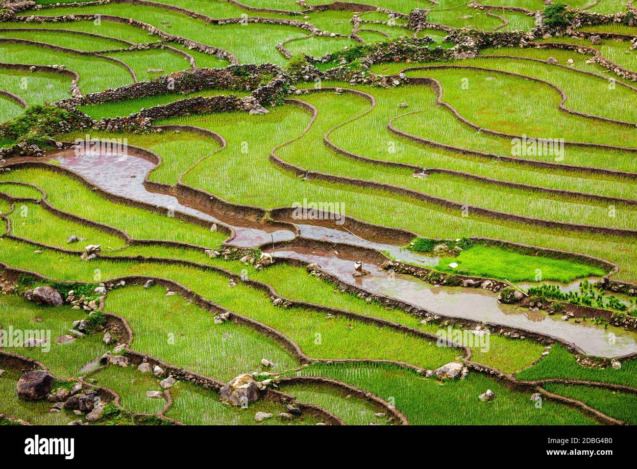 Terrazze di risaie (risaie). TA Van Village, valle di Muong Hoa - popolare destinazione turistica di trekking. Vicino a Sapa, Vietnam Foto Stock