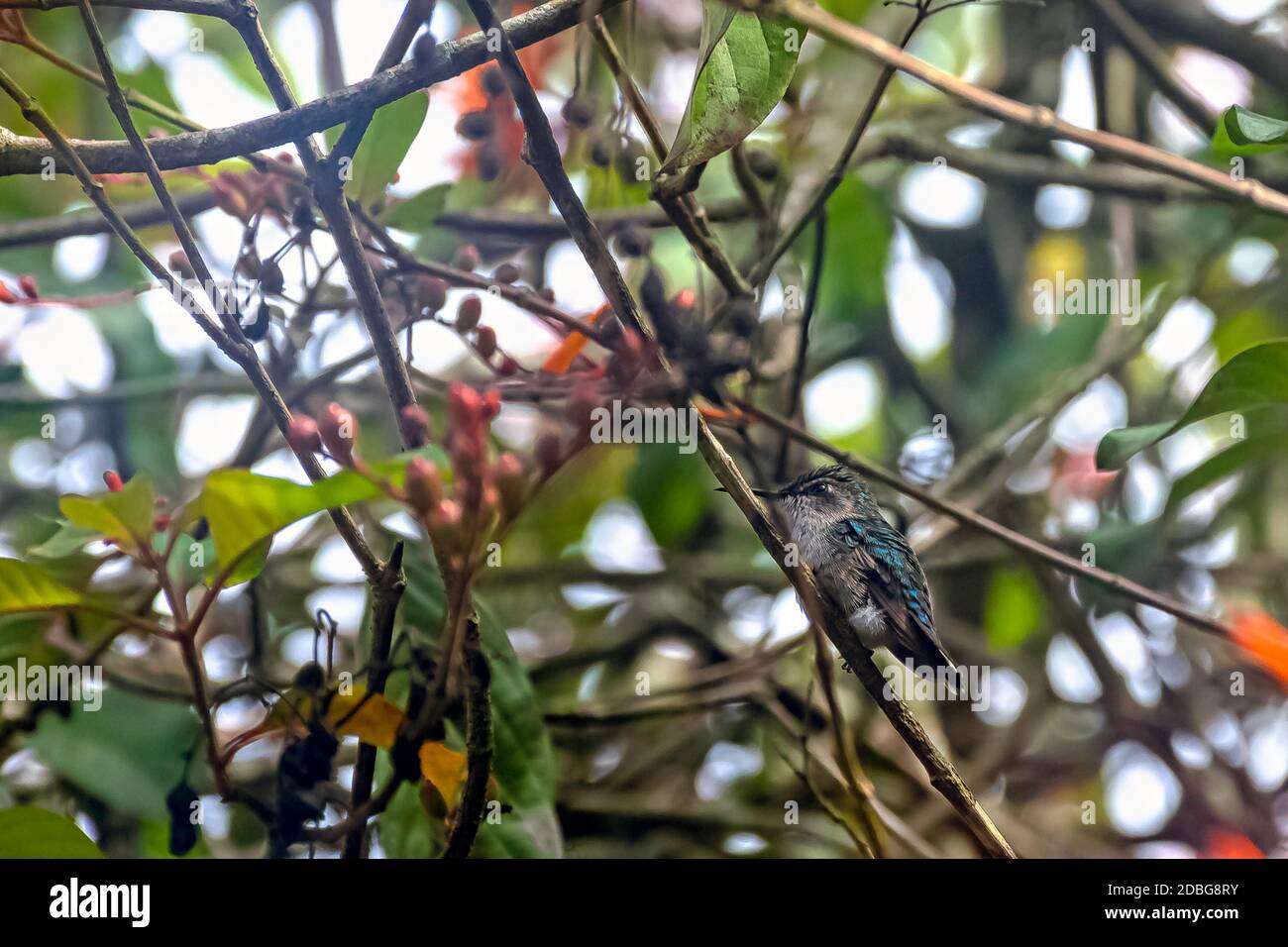 Uccello mummingbird dell'ape, zunzunzuncito o uccello mingbird di Helena (Mellisuga helenae) - l'uccello più piccolo del mondo - Penisola di Zapata / palude di Zapata, Cuba Foto Stock