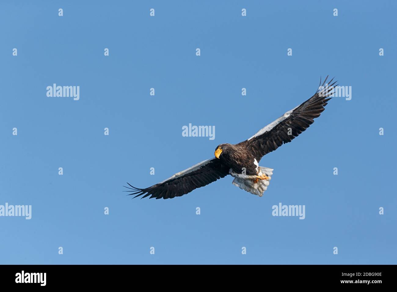 Steller's Sea Eagle, Haliaetus pelagicus, volare con le ali sparse. Rausu, Menashi, Hokkaido, Giappone Foto Stock