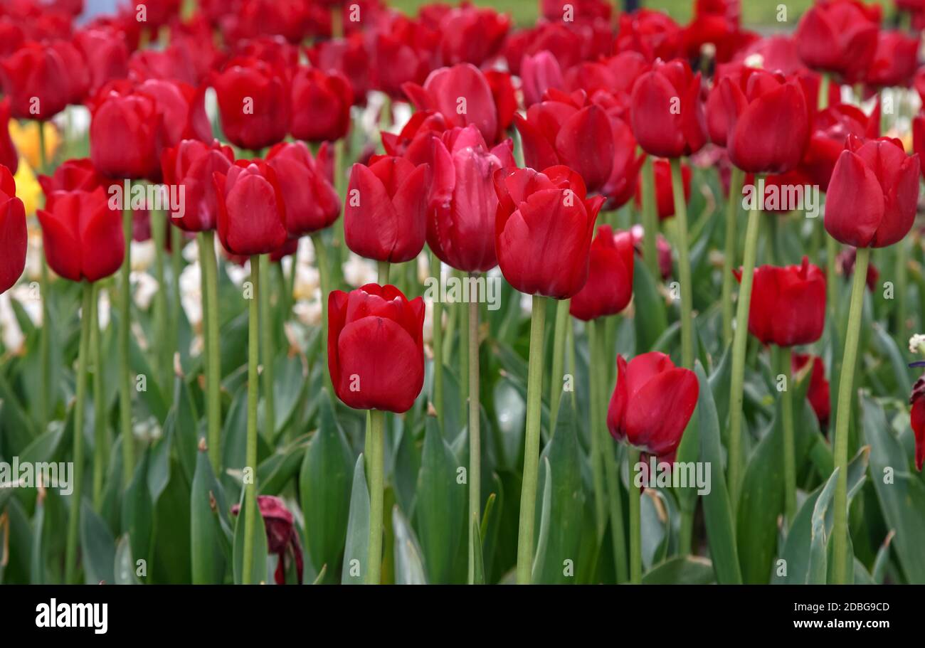 bei tulipani rossi luminosi nel campo primaverile o sopra il prato nel parco Foto Stock