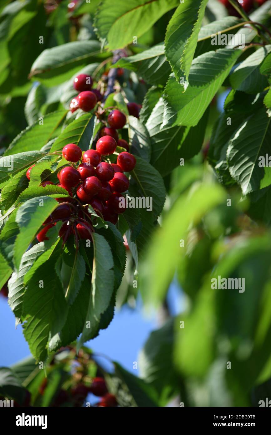 Gruppo di ciliegie sull'albero in primavera Foto Stock