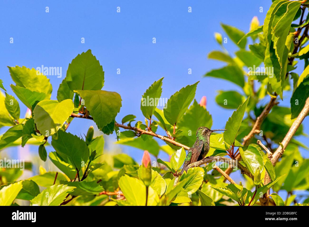 Smeraldo cubano (Chlorostilbon ricordi) - Parco Nazionale della Penisola di Zapata / palude di Zapata, Cuba Foto Stock