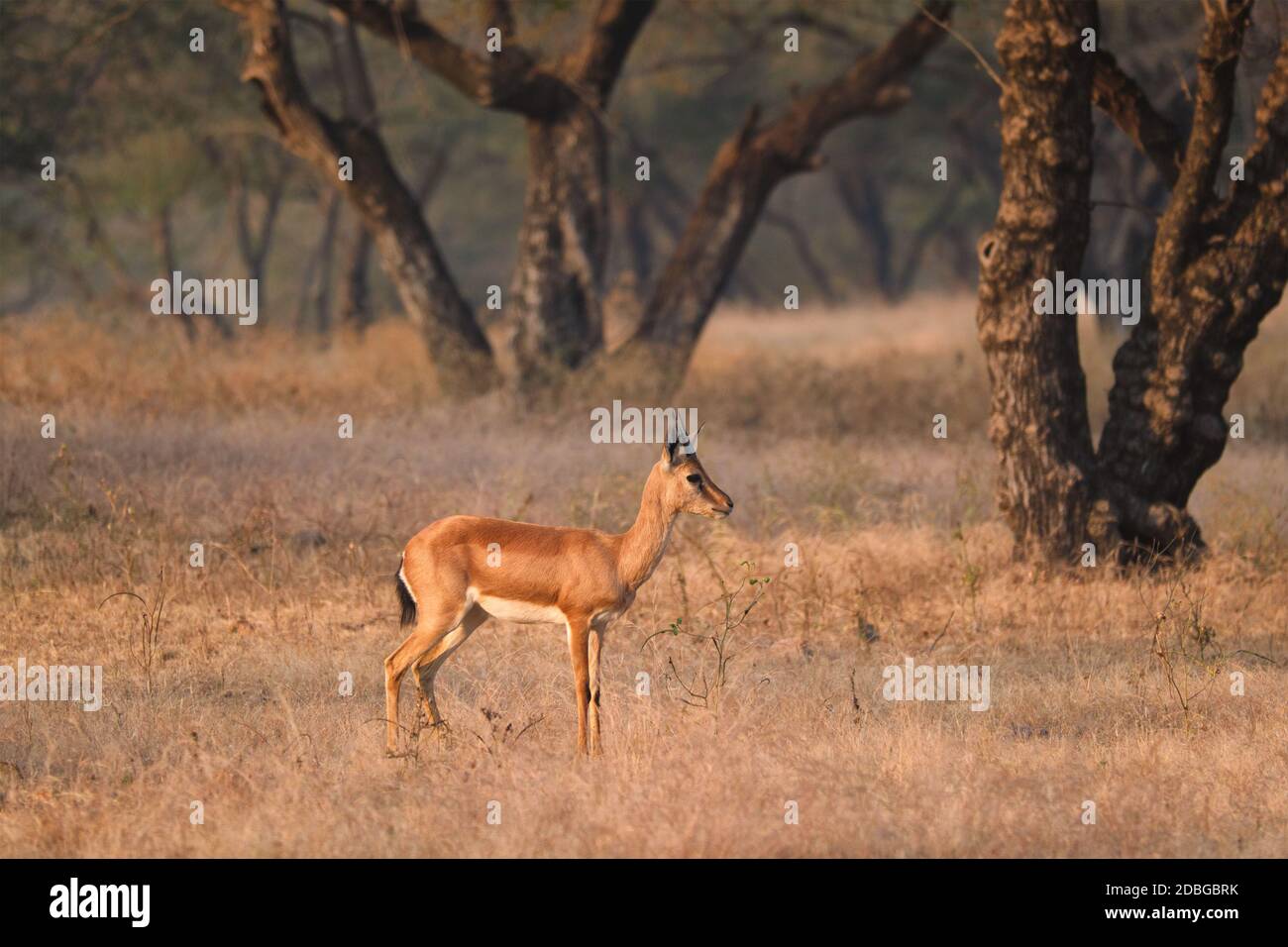 Giovane indiano bennetti gazelle o chinkara a piedi e pascolo nella foresta di Rathnambore National Park. Turismo elecogy ambiente sfondo. Raja Foto Stock