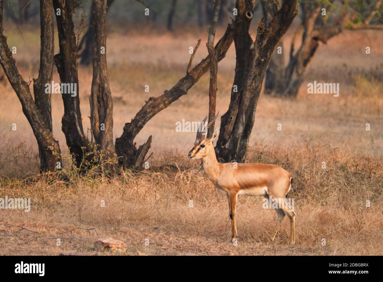 Giovane indiano bennetti gazelle o chinkara a piedi e pascolo nella foresta di Rathnambore National Park. Turismo elecogy ambiente sfondo. Raja Foto Stock