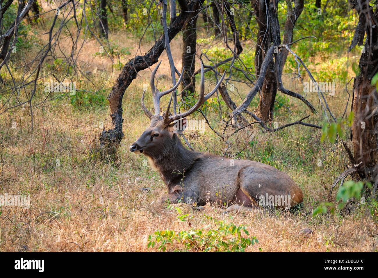 Sambar maschio (Rusa unicolor) cervo che riposa nella foresta. Il sambar è un grande cervo nativo del subcontinente indiano ed è elencato come spezie vulnerabili. Ranthambor Foto Stock
