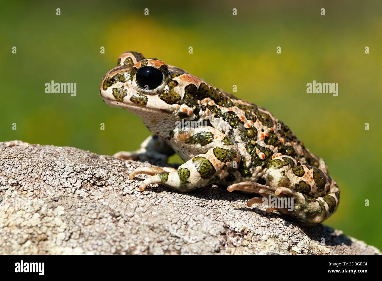 Ancora europea rospo verde, bufote viridis, con macchie rosse nella stagione di accoppiamento dalla vista laterale. Rana modellata all'alba con fiorente prato verde wi Foto Stock