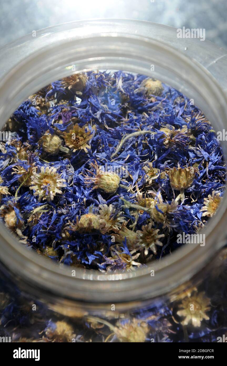 Fiore di mais essiccato nel vaso di vetro Foto Stock