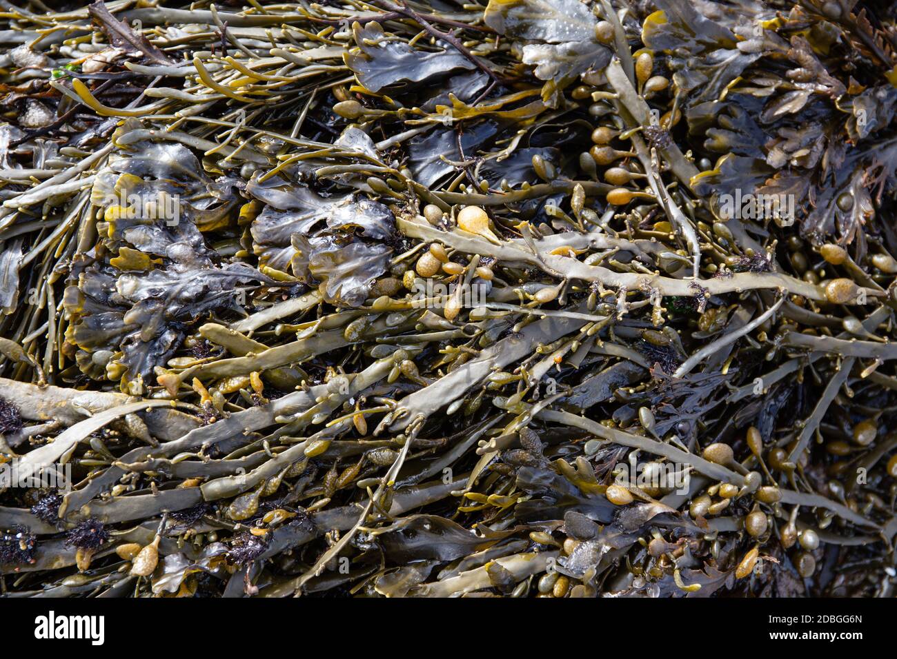 Vescica rack alghe sfondo all'aperto. Fucus vesiculosus Foto Stock