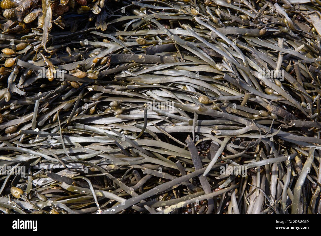 Alghe di mare sfondo. Alghe dell'Oceano Atlantico. Galizia, Spagna Foto Stock