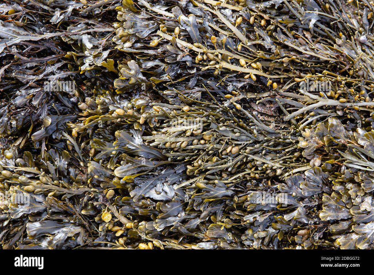 Vescica rack alghe sfondo all'aperto. Fucus vesiculosus Foto Stock
