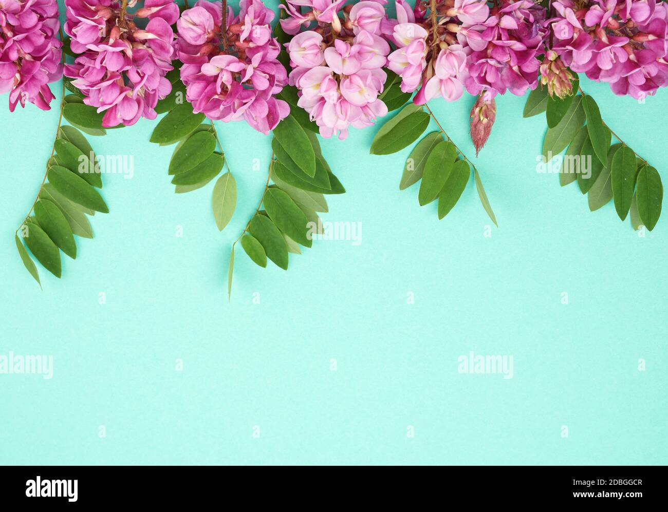 Ramo fiorito Robinia neomexicana con fiori rosa, foglia verde su sfondo verde, vista dall'alto, spazio copia Foto Stock