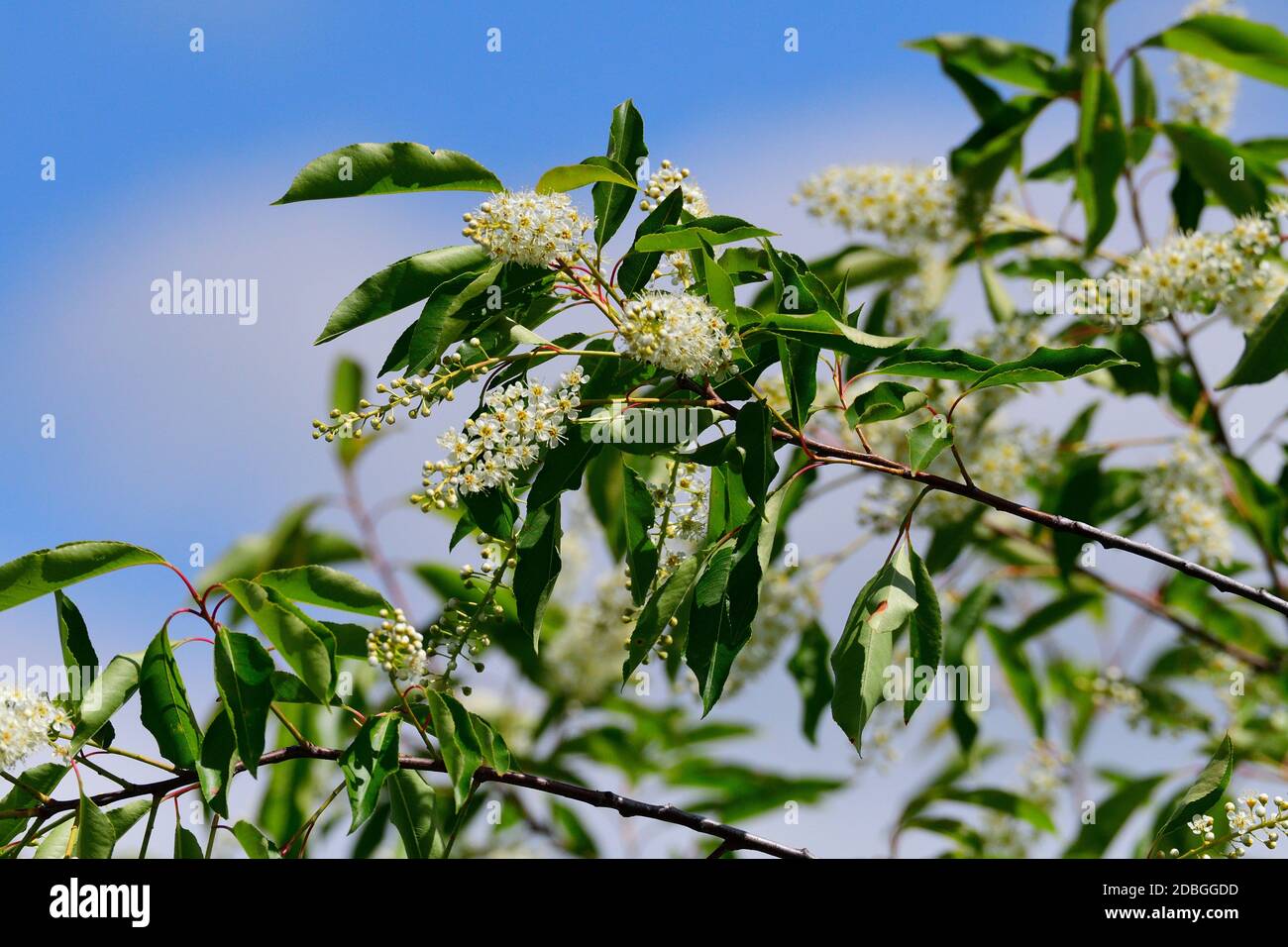 Fioritura di Prunus serotina, comunemente chiamata amarena, amarena selvatica, ciliegia di rum Foto Stock
