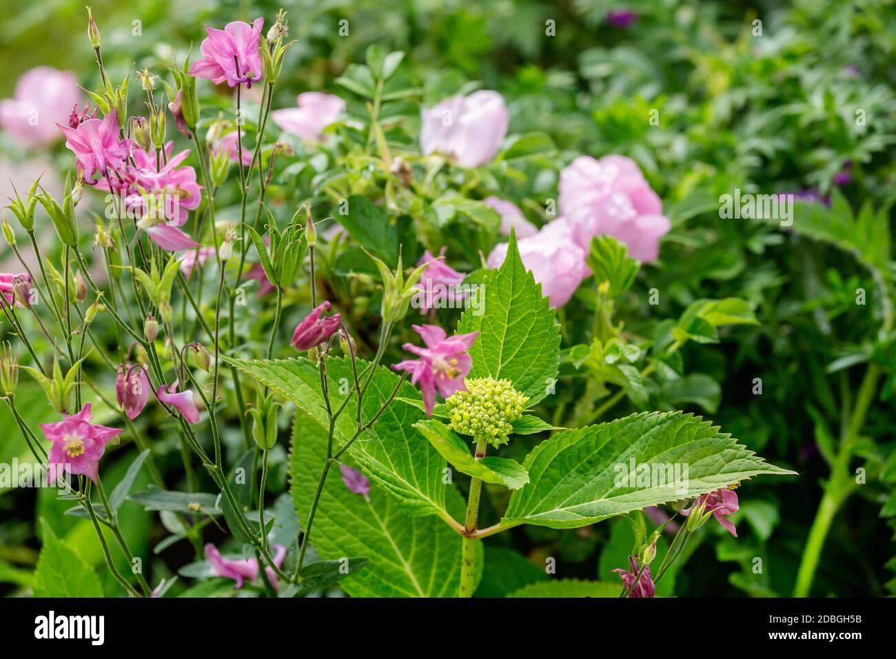 fiori d'estate rosa e foglie verdi, catturati nel mio giardino di campagna, perfetti per un biglietto d'auguri, una borsa regalo o un'immagine del calendario Foto Stock