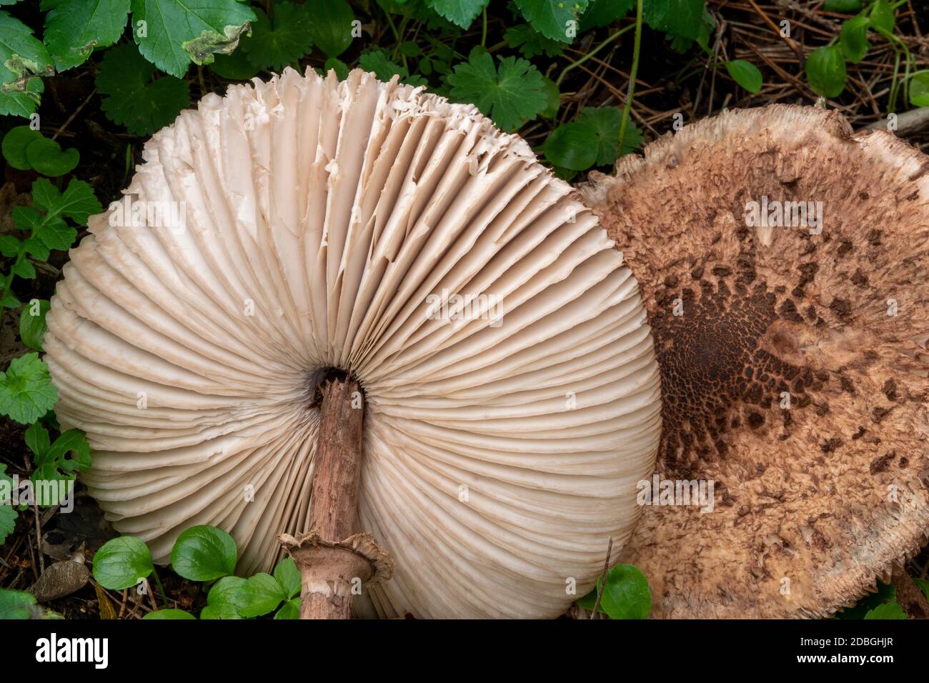 Parasol Mushroom a Suffolk, Regno Unito Foto Stock