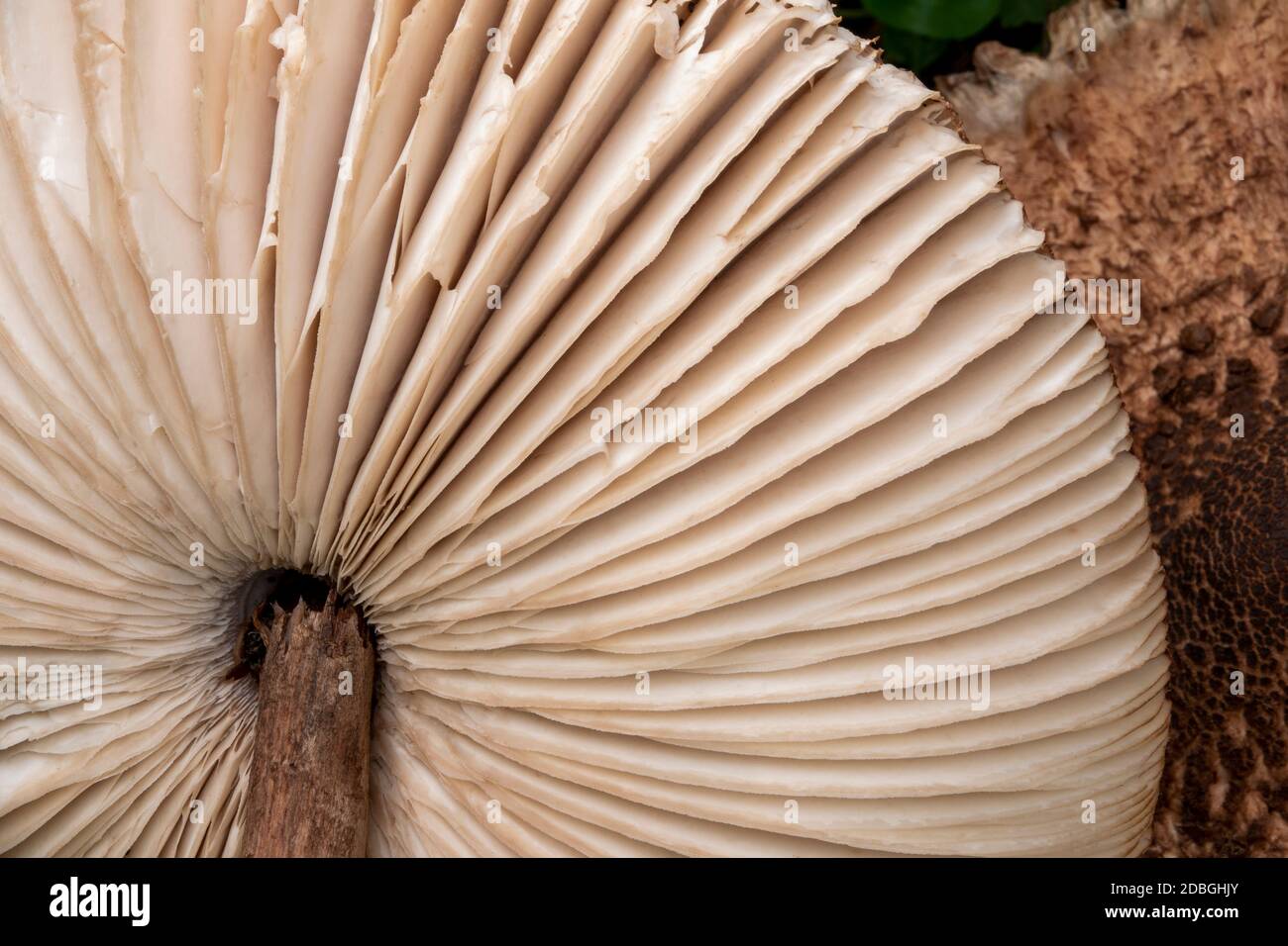 Parasol Mushroom a Suffolk, Regno Unito Foto Stock