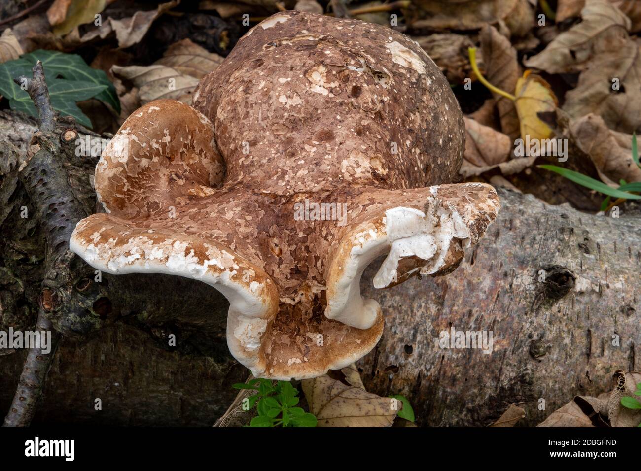 Birch Polyporo o Razor Stop Fungus, Suffolk Forest Foto Stock