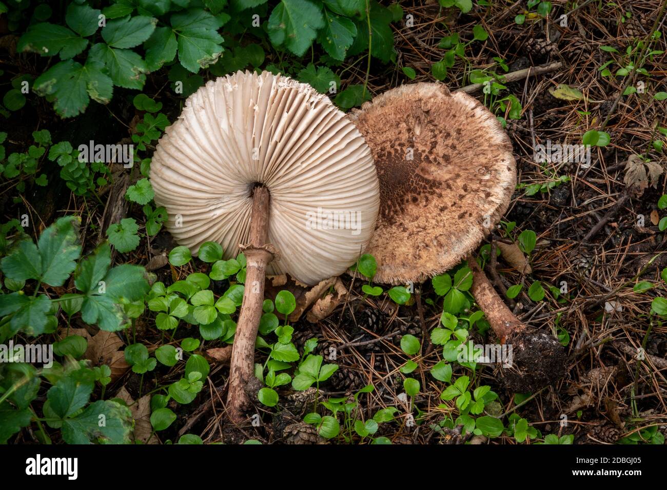 Parasol Mushroom a Suffolk, Regno Unito Foto Stock