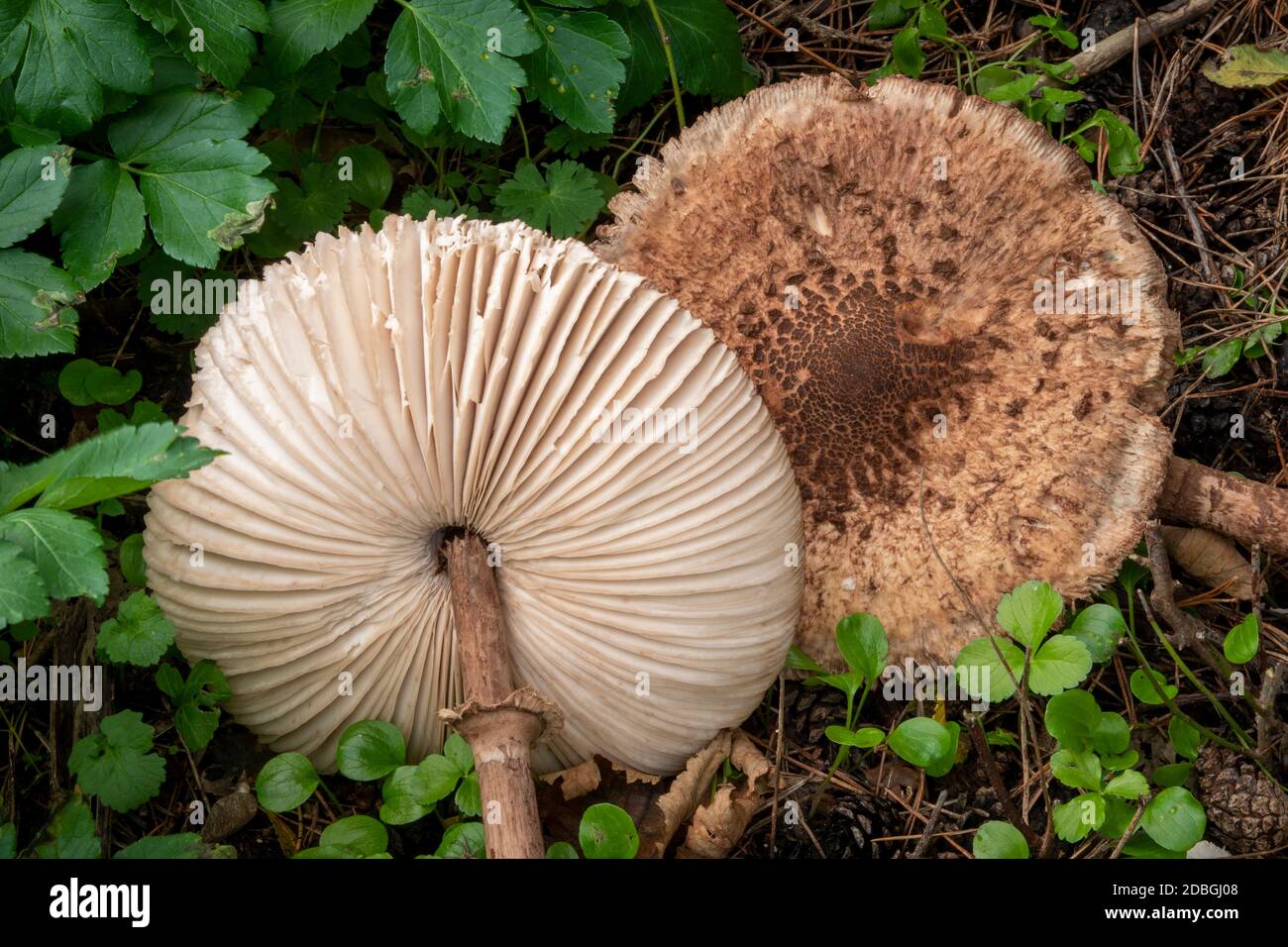 Parasol Mushroom a Suffolk, Regno Unito Foto Stock