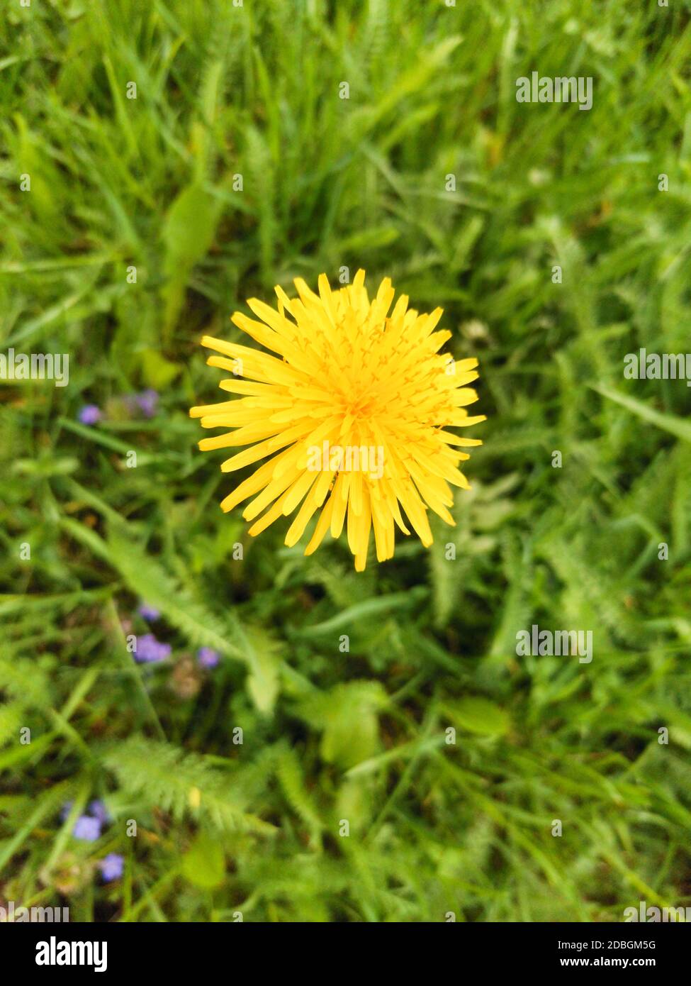 Cammelli neri mamma e bambino su sfondo bianco. Foto Stock