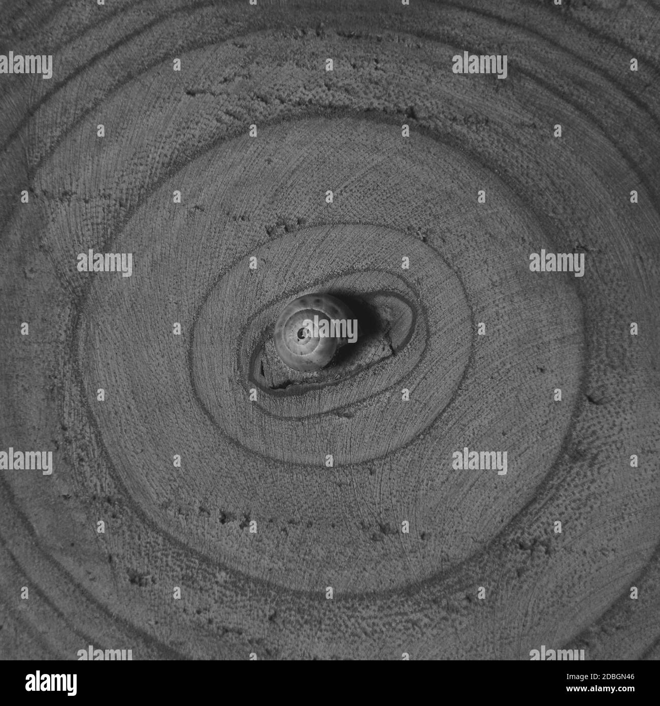 Lumaca marrone, su tronco di albero, anelli di età, linee, bianco e nero, macro fotografia Foto Stock
