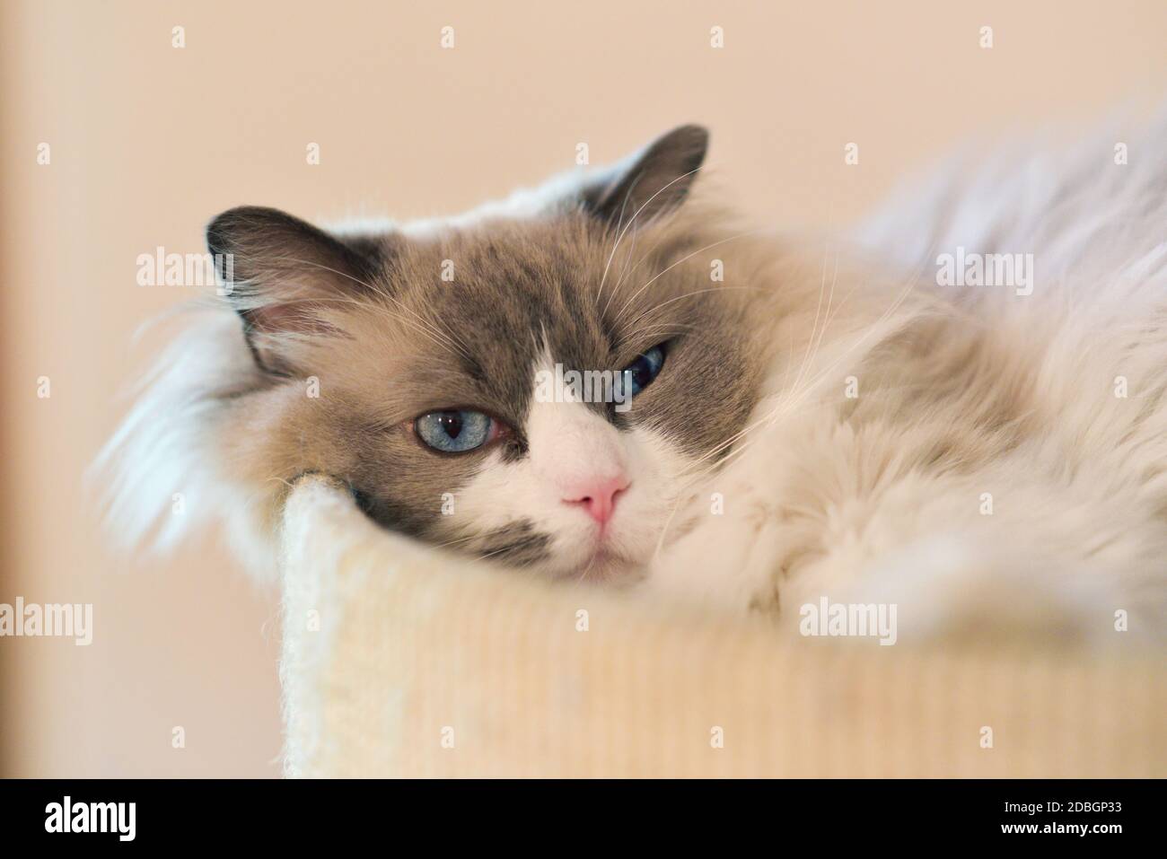 Bel gatto pigro dai capelli lunghi con gli occhi blu sdraiati su un rilassati con un'espressione piacevole da vicino Foto Stock