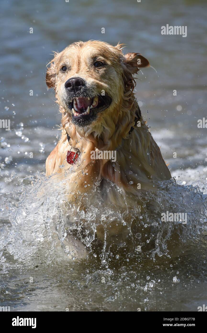 il cane golden retriever corre il salto libero e le immersioni nel acqua e fare molti schizzi con volti drammatici Foto Stock