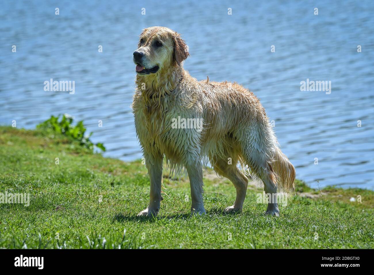 bel cane golden retriever in profilo tutti bafgnato dopo il nuoto Foto Stock