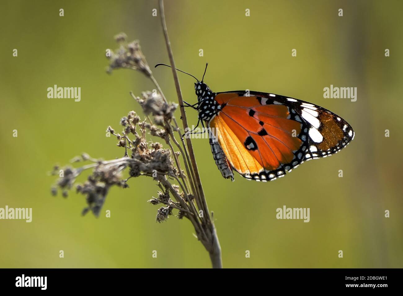 Farfalla tigre semplice Foto Stock