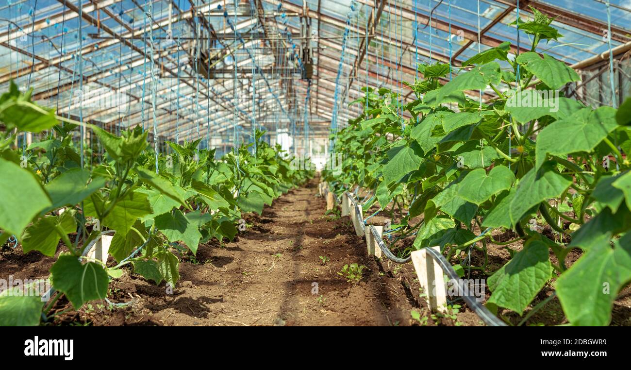 coltivare cetrioli organici senza prodotti chimici e pesticidi in una serra in azienda, verdure sane con vitamine. Foto Stock