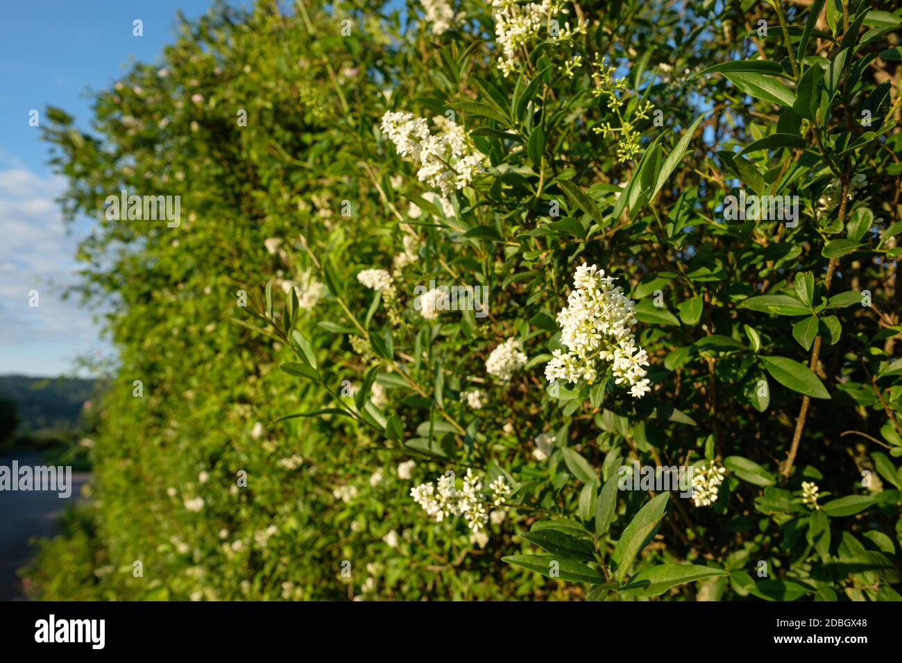 Fiori bianchi di una siepe comune (Ligustrum vulgare) Foto Stock