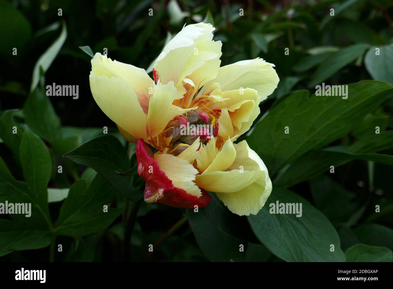 Peonie Foto Stock