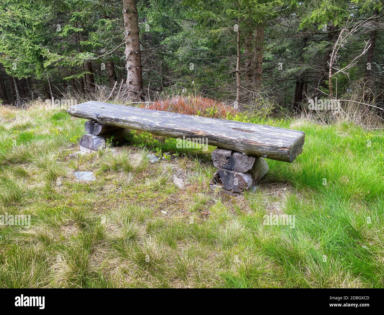 Panca in legno nel bosco, luogo di riposo durante l'escursione Foto Stock