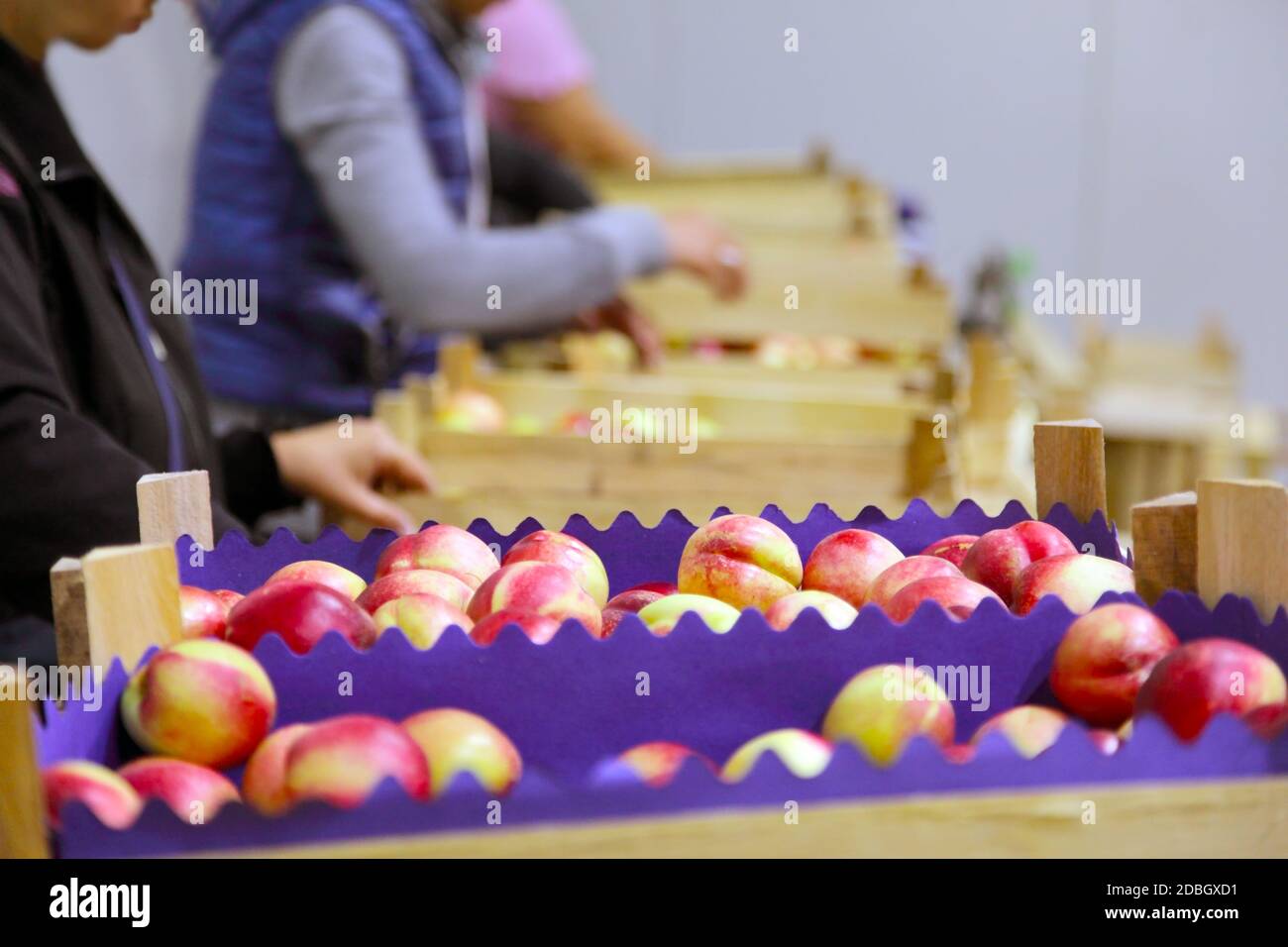 lavoratori nella linea di frutta imballata Foto Stock