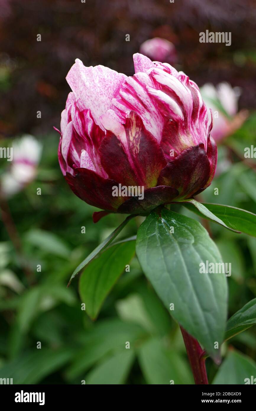 Peonie Foto Stock