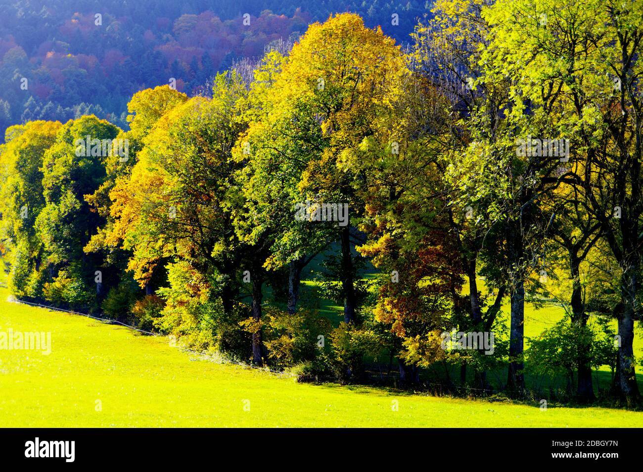 Prato con fila di alberi in grandi colori autunnali al sole del mattino Foto Stock