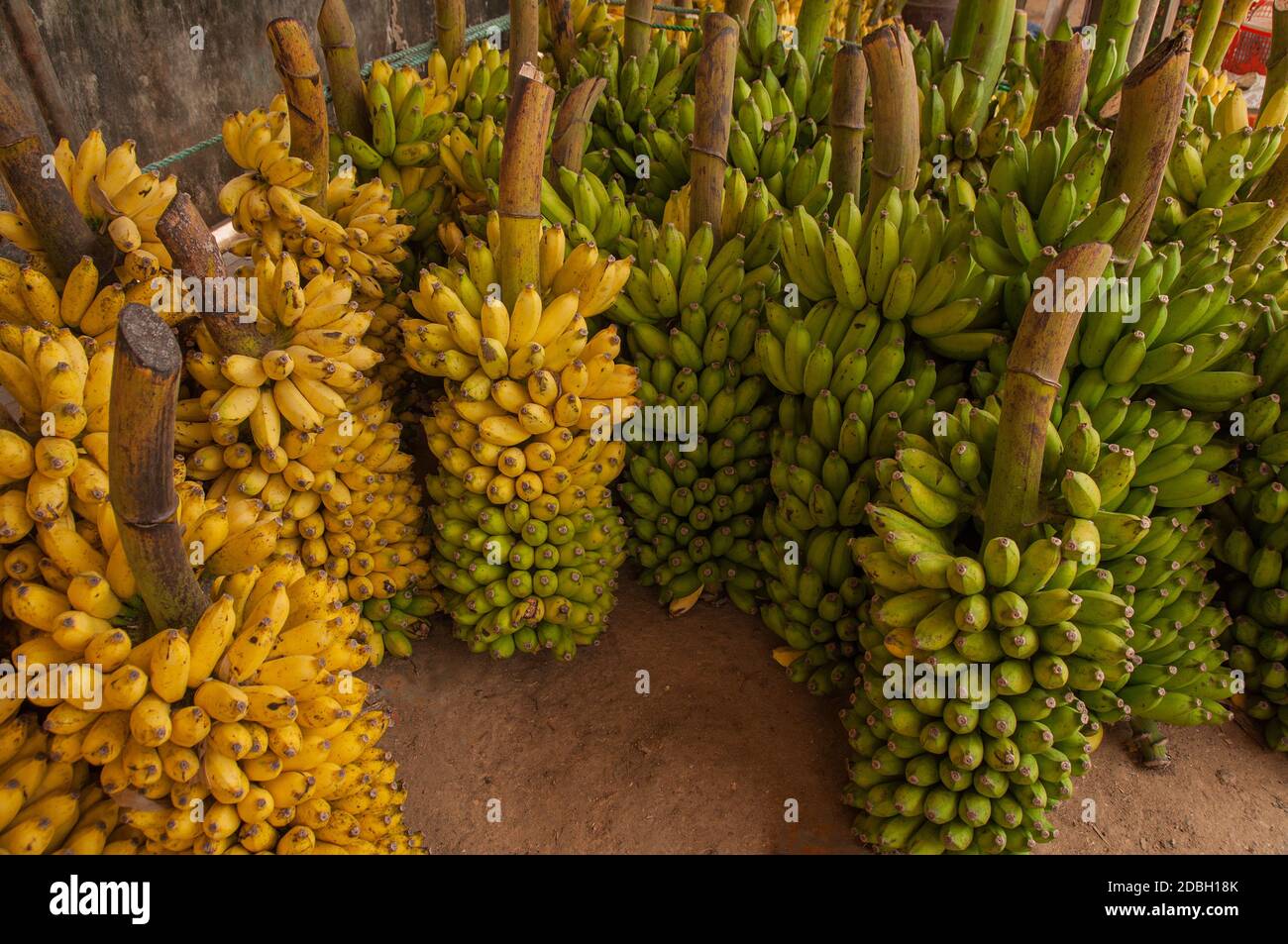 Grappoli di banane fresche dopo la raccolta in Costa Rica Foto Stock