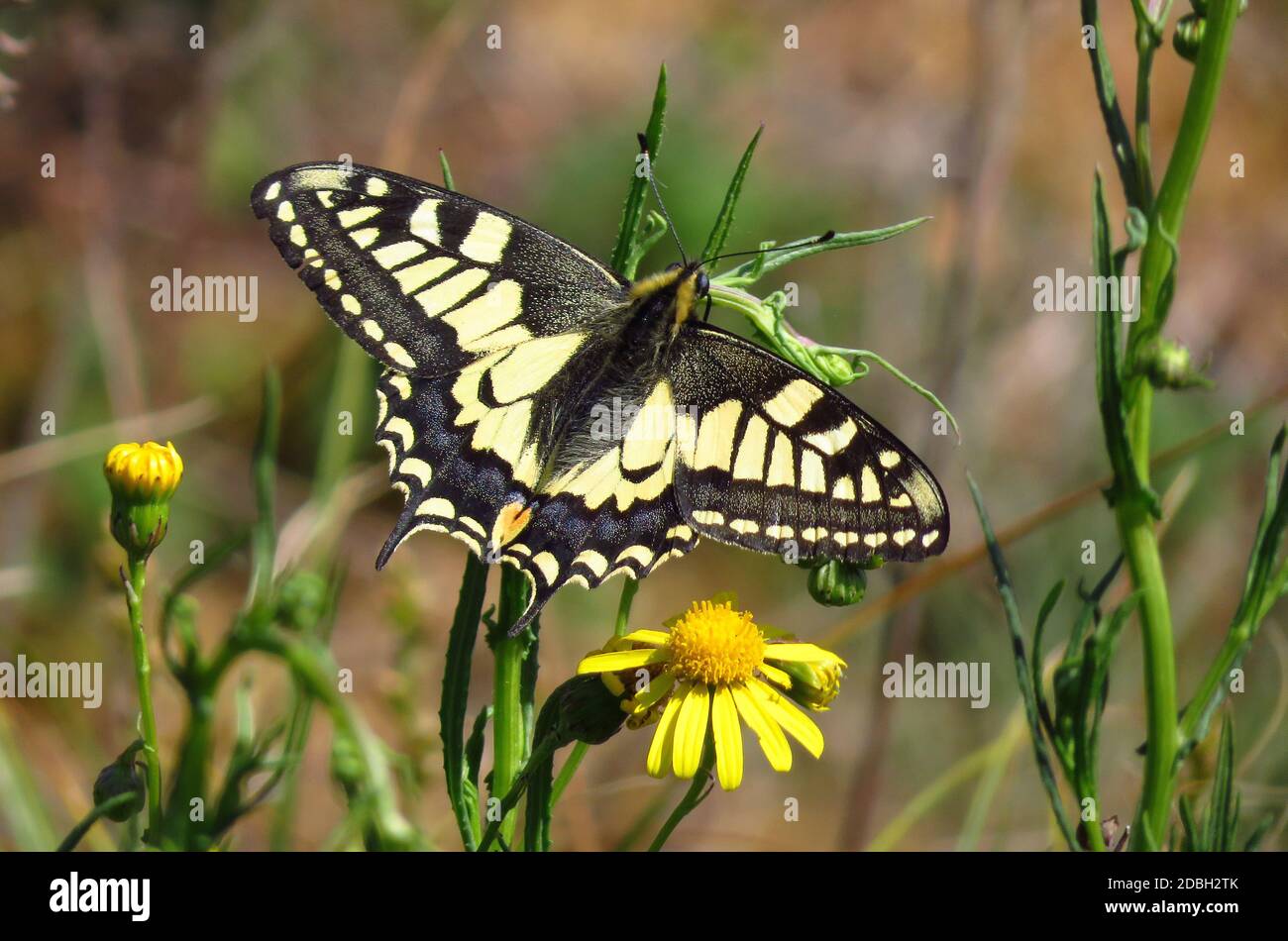 Vecchio mondo Swallowtail, Papilio machaon, maschio, seduto su un fiore giallo Foto Stock