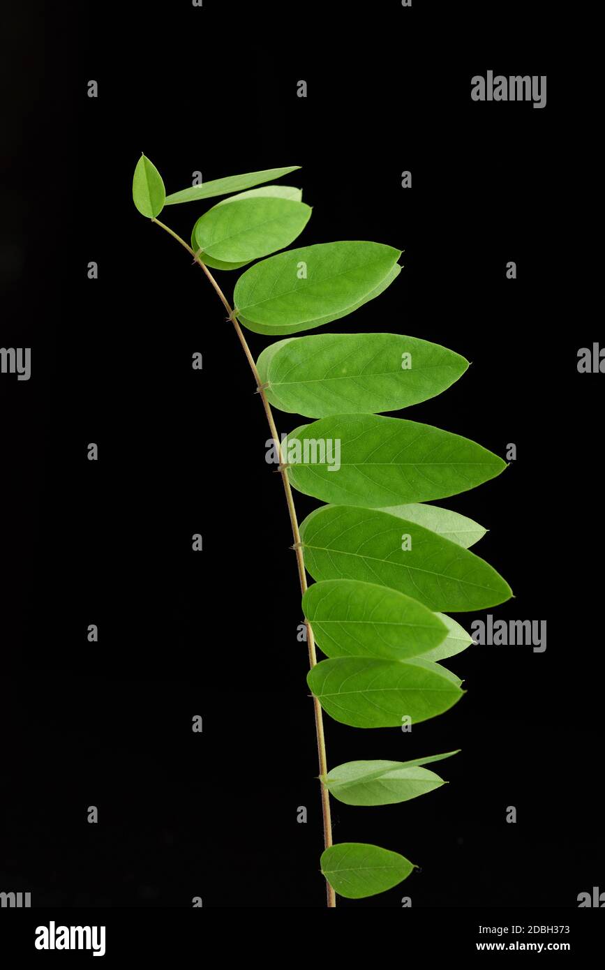 Ramo con foglie verdi Robinia neomexicana, fondo nero Foto Stock