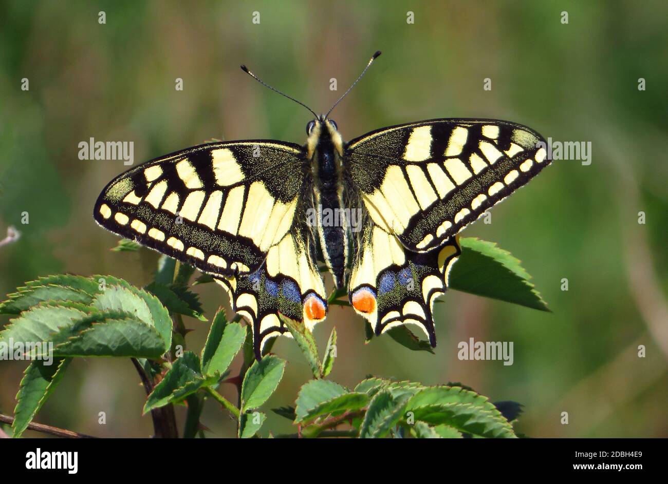 Vecchio mondo Swallowtail, Papilio machaon, maschio, seduto su un ramo di lampone Foto Stock